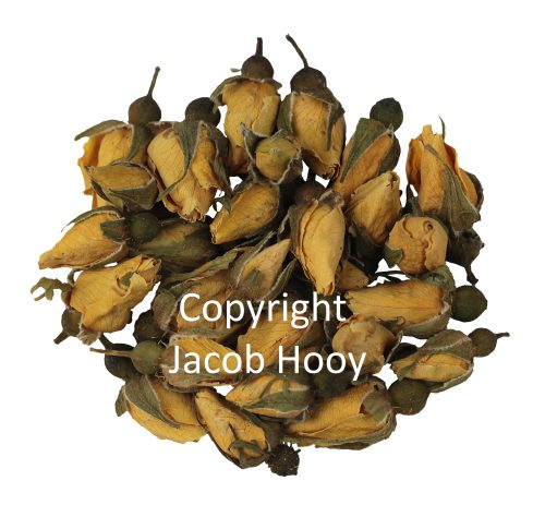 Rozenknopjes geel van Jacob Hooy.