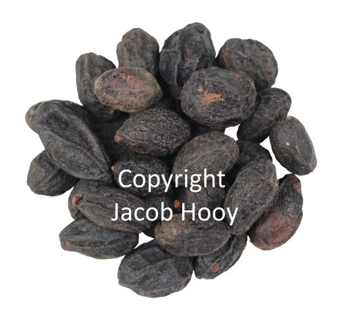 Sabal vrucht van Jacob Hooy.